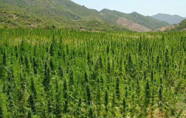 Morocco Cannabis Legalization